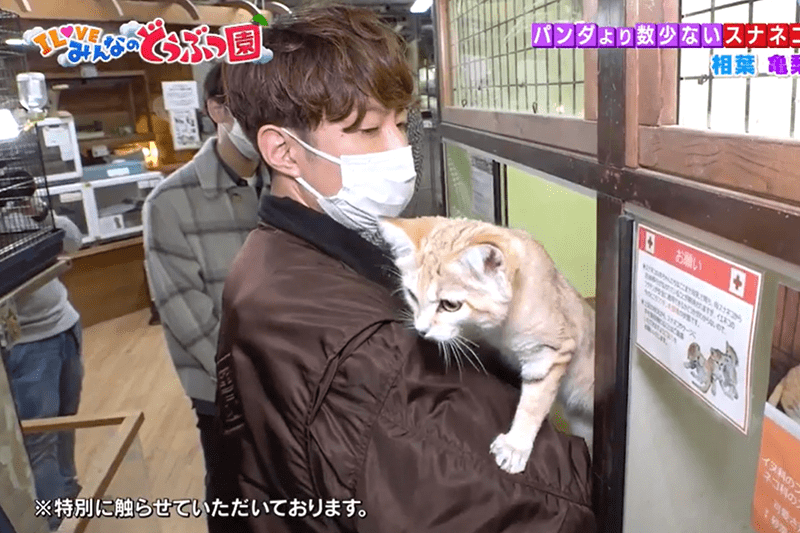 相葉雅紀“どうぶつ園”に抗議の声…スナネコの背中をなでるシーンはなぜ炎上したのか