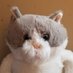 猫のリュックくん on Twitter: 
