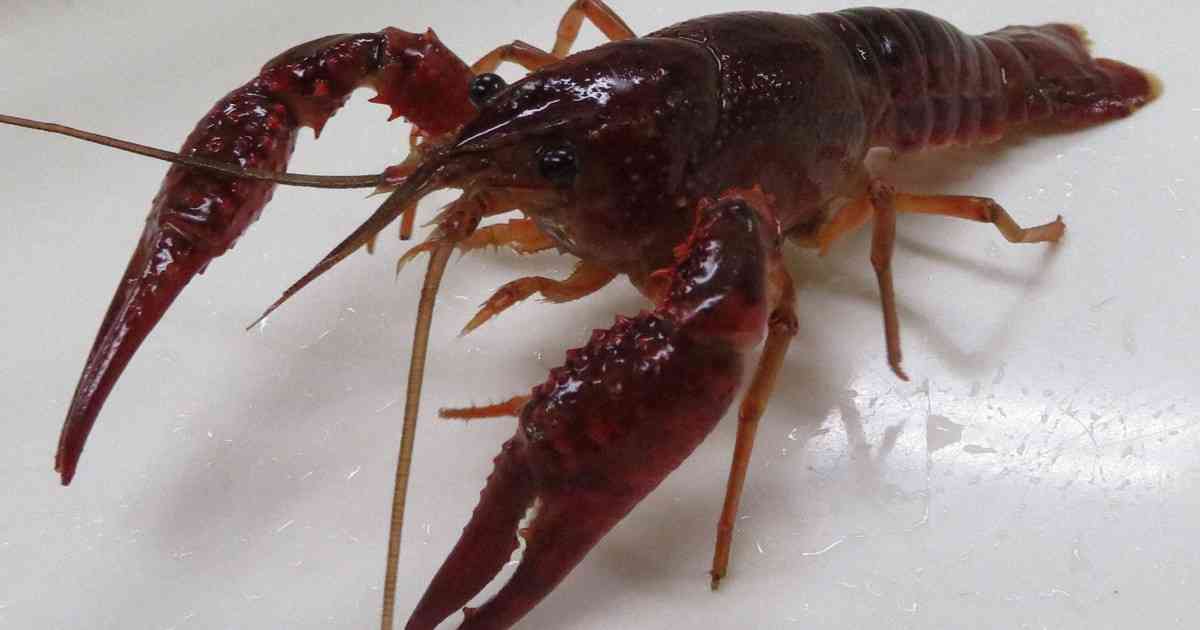 アメリカザリガニようやく規制へ　「取っても取っても」深刻被害