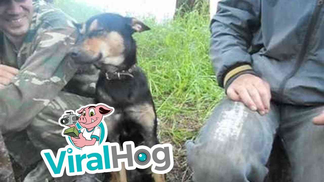 Watch Dog Falling Asleep on the Job || ViralHog - YouTube