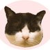 ココニャ@猫写真集、発売中！ on Twitter: 