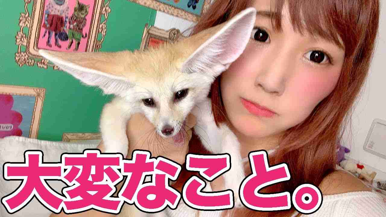 【フェネック】飼って大変なこと！ - YouTube