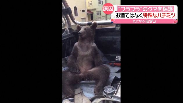 “酔っ払った”クマを保護　幻覚作用のあるハチミツで…　トルコ