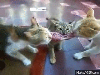 喧嘩してる動物たち