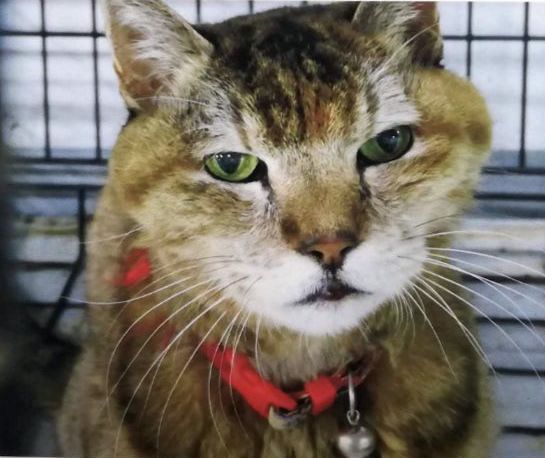 八王子署が河川敷に放した迷い猫、死んで見つかる　20歳の愛猫、飼い主の懸念が現実に：東京新聞 TOKYO Web