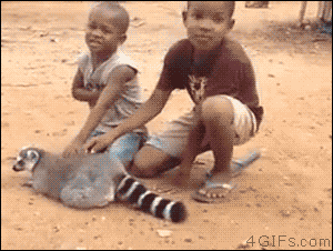 動物と触れ合いたい