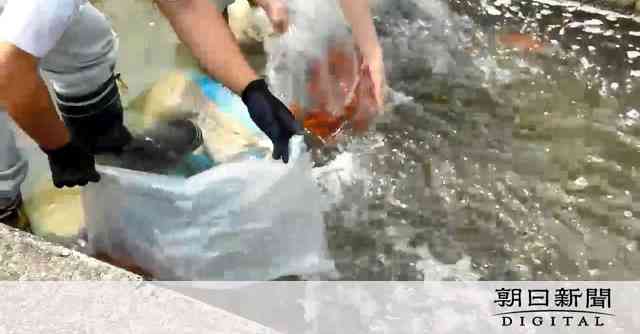 アメリカザリガニを水路に放流　「外に流れた」自然体験の主催者謝罪：朝日新聞デジタル