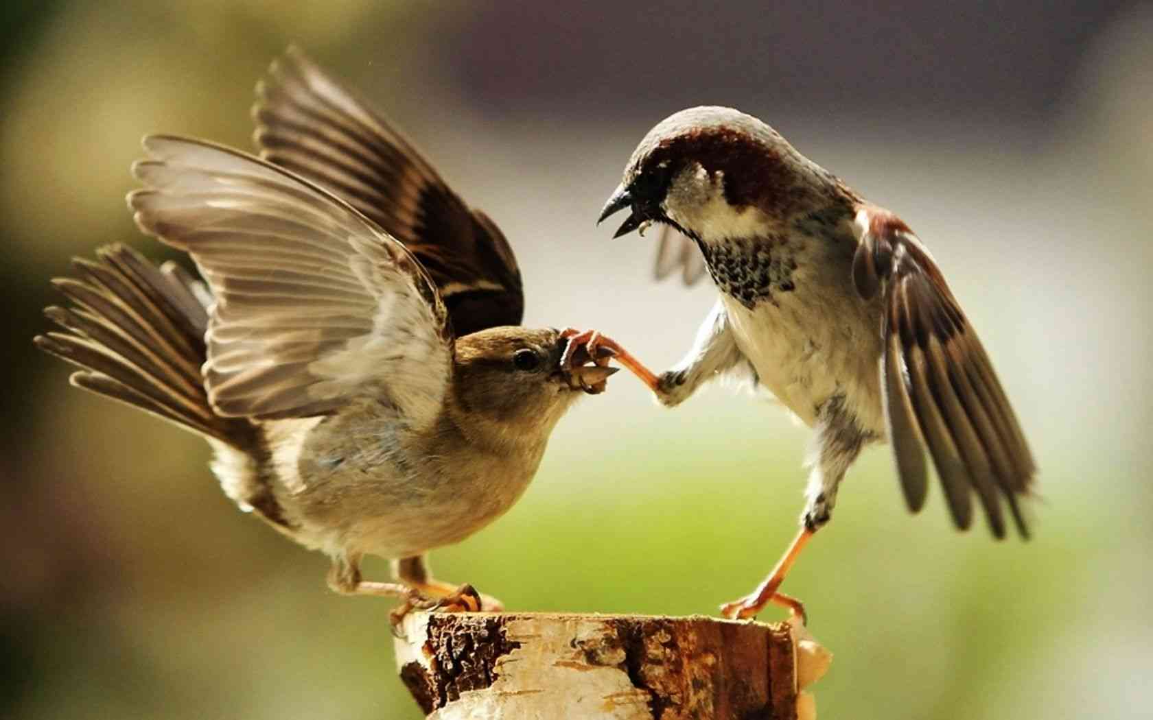 喧嘩してる動物たち