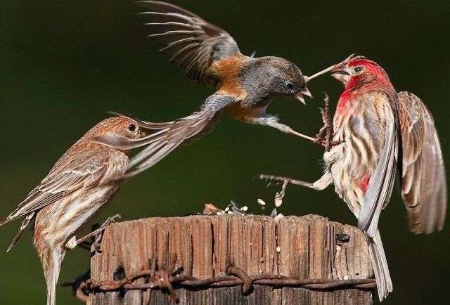 喧嘩してる動物たち