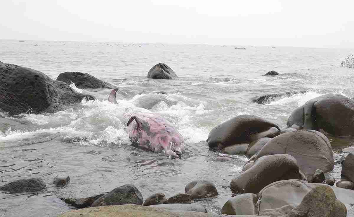 アカボウクジラ、２５年ぶり確認か　小田原の海岸に死骸　体長５・７メートル（カナロコ by 神奈川新聞） - Yahoo!ニュース