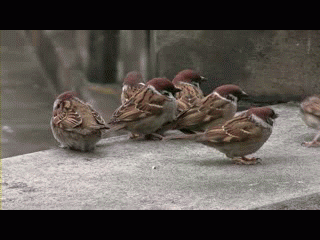 喧嘩してる動物たち