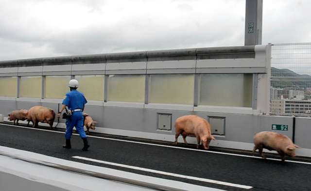 ブタ19頭、トラック事故で逃げる　阪神高速が通行止め