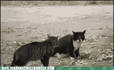 喧嘩してる動物たち