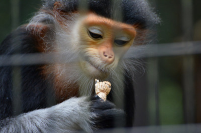 「世界一美しいサル」動物園に仲間入り　ベトナム戦争で激減の希少種