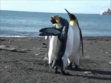 喧嘩してる動物たち