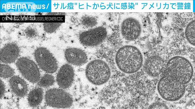 サル痘がヒトから犬に感染　アメリカで警鐘「ペットとの接触を避けるべき」（テレビ朝日系（ANN）） - Yahoo!ニュース