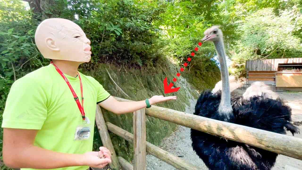 僕にだけ攻撃的なダチョウがいるので、顔を隠してエサをあげると・・・How do ostriches identify individual people? - YouTube