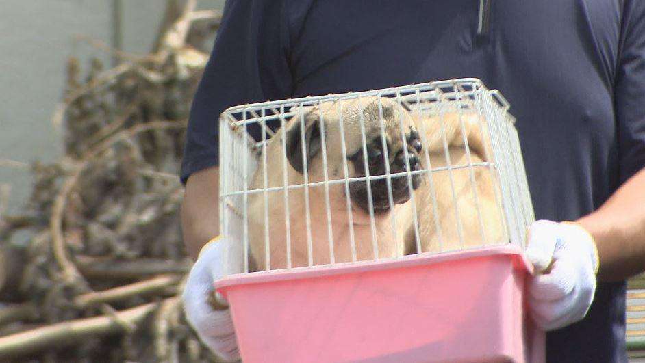 無免許で犬に麻酔せず帝王切開…元販売業者社長を「殺傷罪」で追起訴　杉本彩さん「虐待罪で終わらせる事案ではない」（NBS長野放送） - Yahoo!ニュース