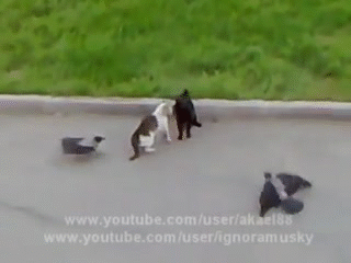 喧嘩してる動物たち