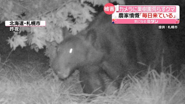 「ほとんど毎日来ている」果樹園にクマ現る　5日前から被害続く　監視カメラに…