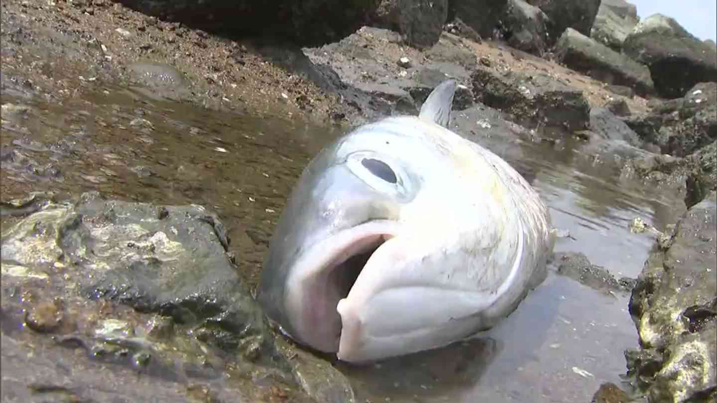 河口付近にで大量の魚の死骸が　ボラ300匹以上が浮かび  100匹以上が砂浜に…なぜ??【岡山】　（RSK山陽放送） - Yahoo!ニュース