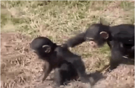 喧嘩してる動物たち