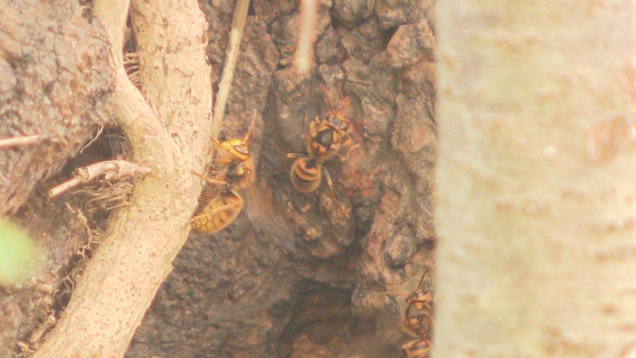 「蜂に刺された」と家族に電話　60代男性がハチに刺され死亡（福島県） | 福島のニュース│TUF