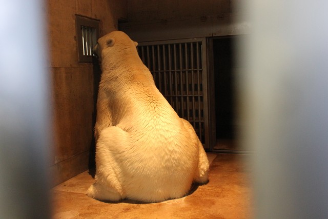 「体重測れない」国内最大級のホッキョクグマを救え!200万円の体重計整備費に全国から支援