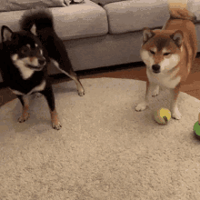 喧嘩してる動物たち