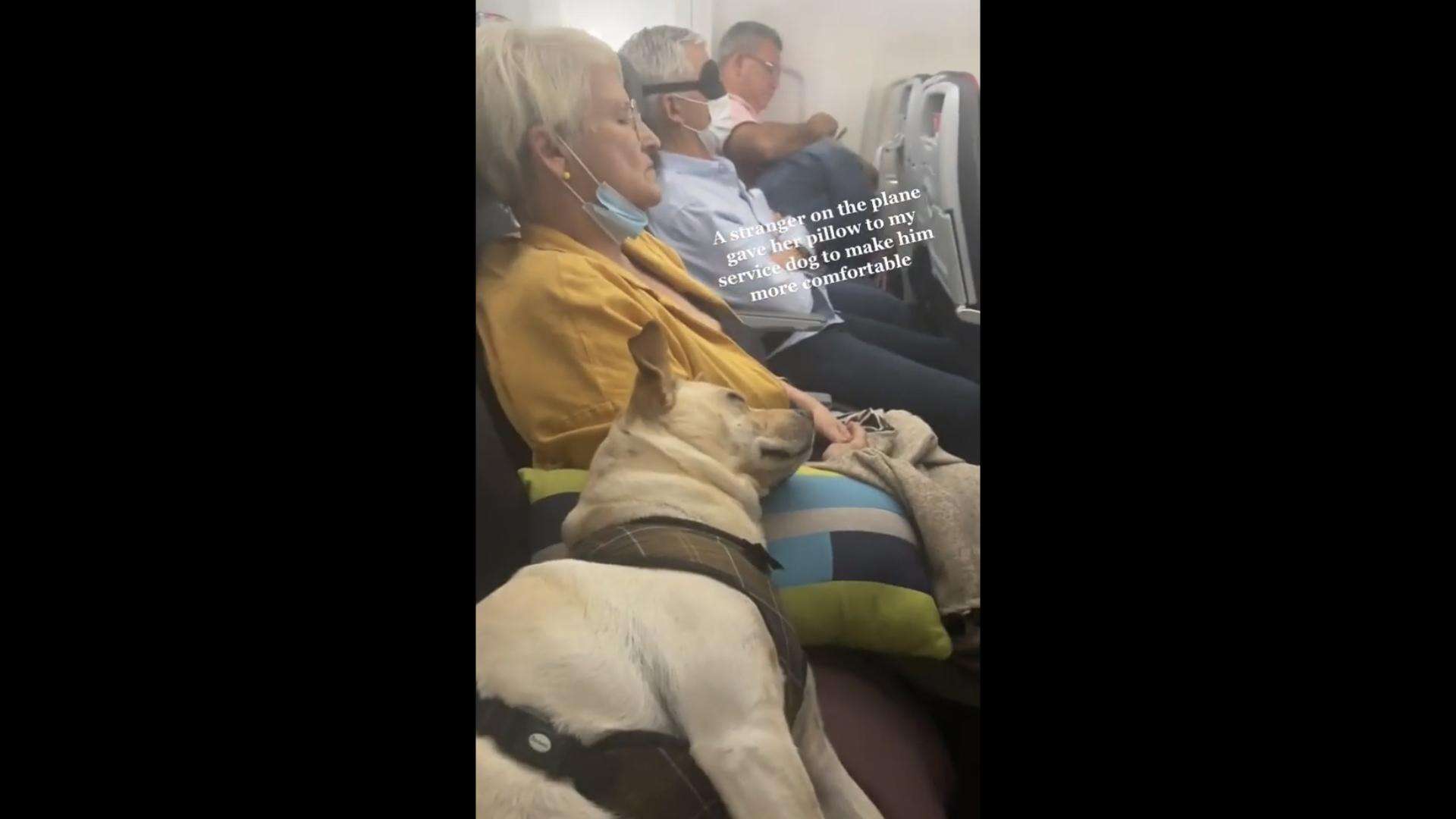 飛行機に乗った介助犬が搭乗客に寄り添って眠る“愛らしい姿”が話題に　海外（クーリエ・ジャポン） - Yahoo!ニュース