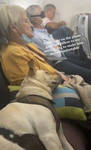 飛行機に乗った介助犬が搭乗客に寄り添って眠る“愛らしい姿”が話題に　海外