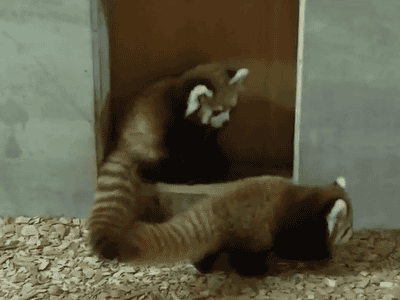 喧嘩してる動物たち