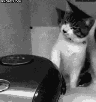 喧嘩してる動物たち