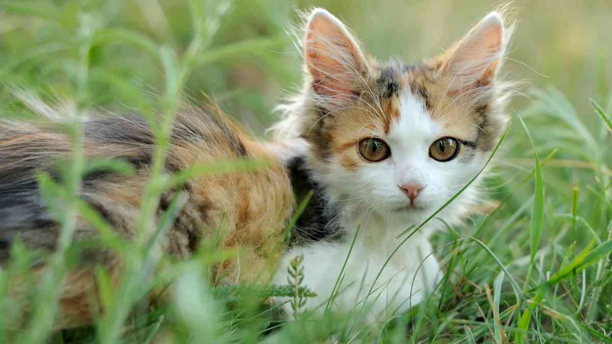 ネコに潜む寄生虫が男性の精神障害に関連しているという研究結果 - GIGAZINE