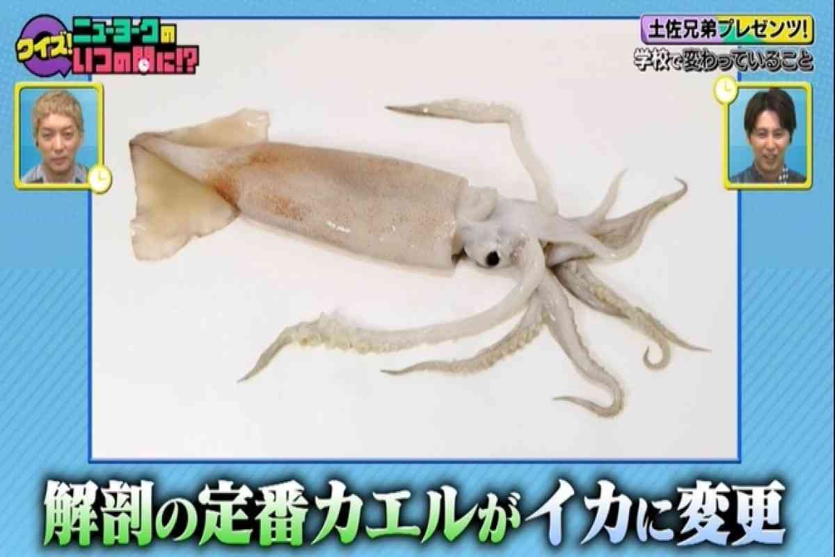 解剖の定番カエルが“イカ”に…学校で長らく続いた「当たり前」に廃止や変更 身体測定や卒業式も違う昔と今