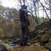 Deep Forest on Twitter: 