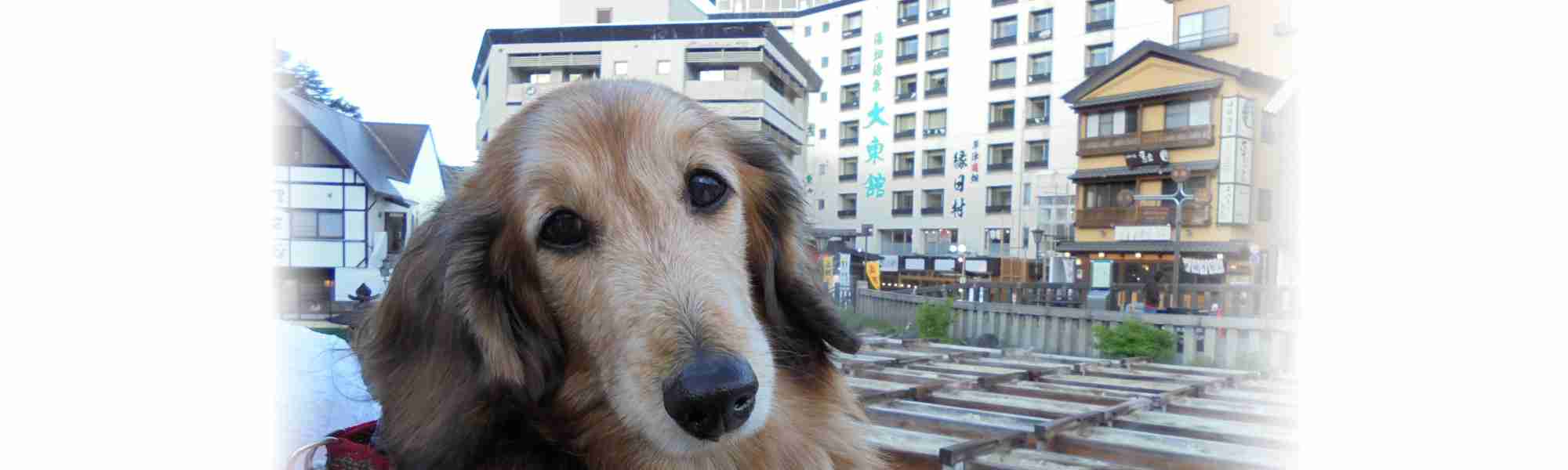 愛犬と過ごせる専用フロアと温泉 |【公式】草津温泉 大東舘