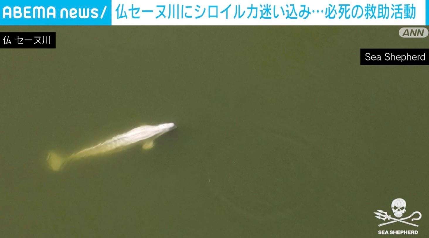 仏・セーヌ川でシロイルカ目撃 やせ細り命の危険も 救助隊出動 | 国際 | ABEMA TIMES