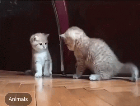 喧嘩してる動物たち