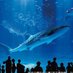 沖縄県民を想う on Twitter: 