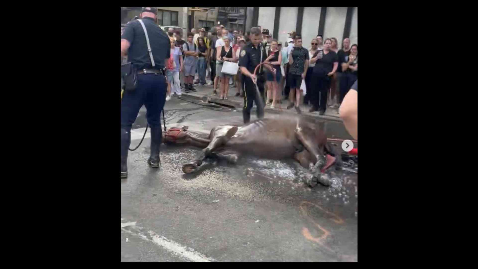 暑さで倒れ込んだ馬を手綱で叩く男性に非難の声　「観光馬車」は動物虐待だとの声も再燃（クーリエ・ジャポン） - Yahoo!ニュース