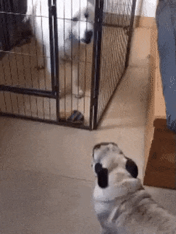 喧嘩してる動物たち