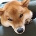 カキ on Twitter: 