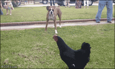 喧嘩してる動物たち
