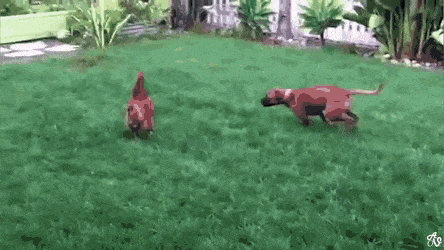 喧嘩してる動物たち