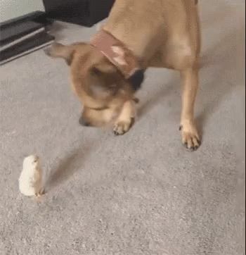 喧嘩してる動物たち