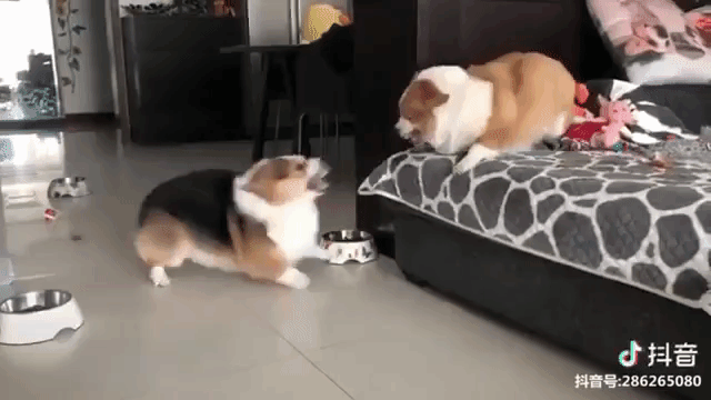 喧嘩してる動物たち