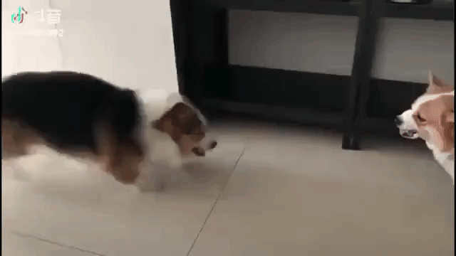 喧嘩してる動物たち