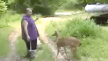 喧嘩してる動物たち