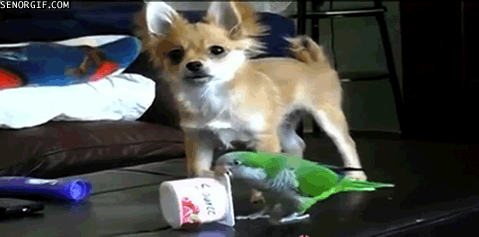 喧嘩してる動物たち